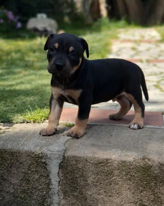 Pitbull tricolor