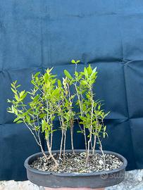 Bonsai Boschetto Melograno nano