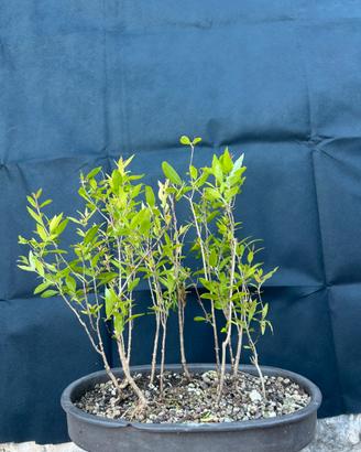 Bonsai Boschetto Melograno nano