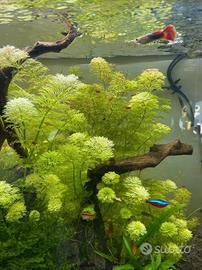 Piante per acquario