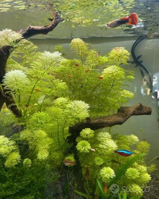 Piante per acquario