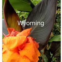 piante varie, giardino e terrazzo 