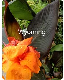 piante varie, giardino e terrazzo 