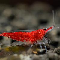 Lotto 10 x neocaridina davidi red cherry