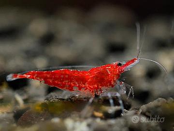 Lotto 10 x neocaridina davidi red cherry