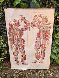 TAVOLA ANATOMICA SCORTIFICATA DI PAOLO MASCAGNI
