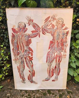 TAVOLA ANATOMICA SCORTIFICATA DI PAOLO MASCAGNI