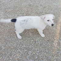 Cucciolo taglia piccola