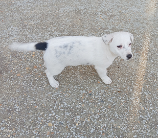 Cucciolo taglia piccola