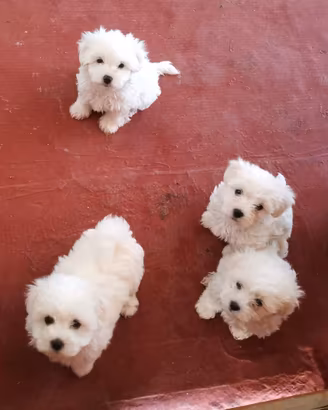 Maltesi toy