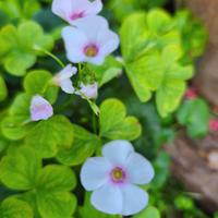 Oxalis acetosella piante bulbi