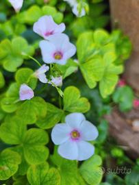 Oxalis acetosella piante bulbi