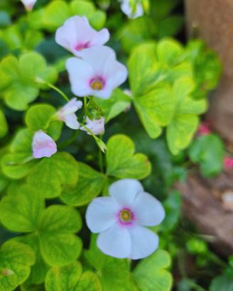 Oxalis acetosella piante bulbi