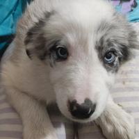 Border collie blue merle occhi azzurri pedigree