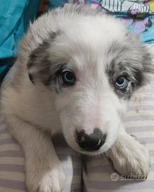 Border collie blue merle occhi azzurri pedigree