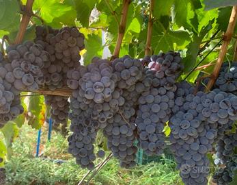 Uva da vino