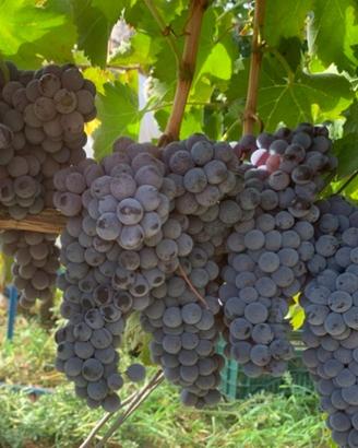 Uva da vino