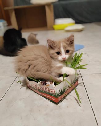 Munchkin a zampe lunghe femmina