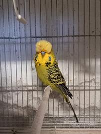 Coppia Cocorite Inglesi
