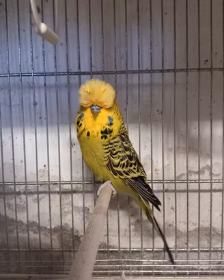 Coppia Cocorite Inglesi
