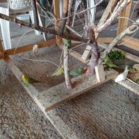 Pappagallini cocorite