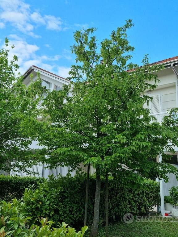 House in Cervia, Malva Nord, Milano Marittima - Vista 3