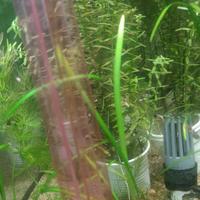 stock 9 piante per acquario