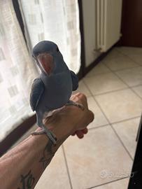 Parrochetti dal colare