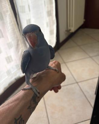 Parrochetti dal colare