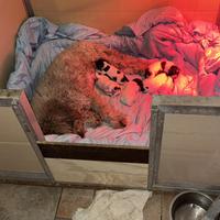 Cuccioli Lagotto romagnolo tartufo