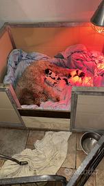 Cuccioli Lagotto romagnolo tartufo