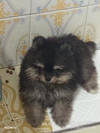  cuccioli di Spitz con pedigree 