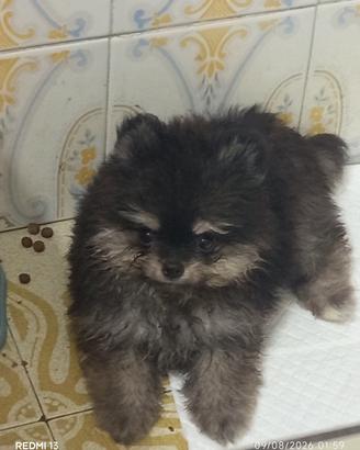  cuccioli di Spitz con pedigree 
