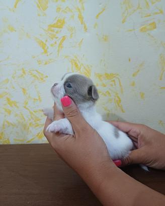Chihuahua