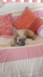 Cucciola bulldog francese