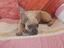 Immagine 1