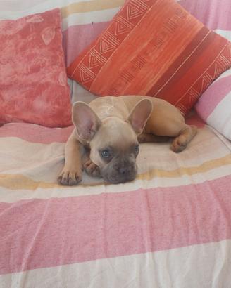 Cucciola bulldog francese