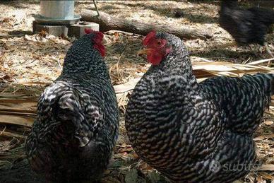 Barred rock ovaiole allevati a terra