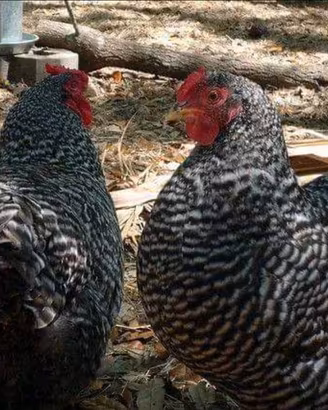 Barred rock ovaiole allevati a terra