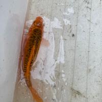 Koi doitsu arancione