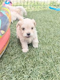 Cuccioli di Maltipoo