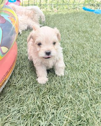 Cuccioli di Maltipoo