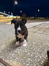 Cuccioli hamstaff disponibili