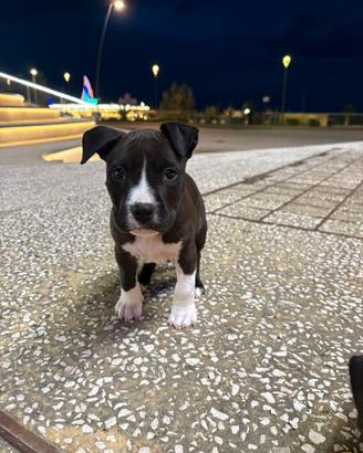 Cuccioli hamstaff disponibili