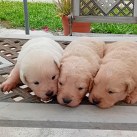 Cani futura taglia media