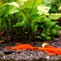 Ancistrus sp Black o SuperRed pesce pulitore