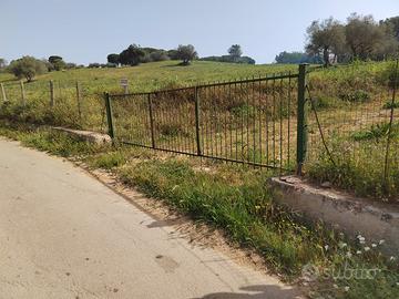 Terreno con piante e seminativo