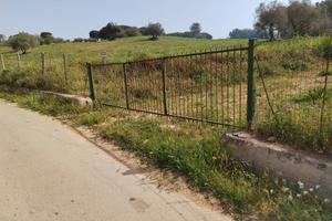 Terreno con piante e seminativo