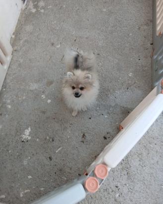 spitz 