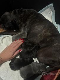 Disponibili cuccioli di bulldog francese